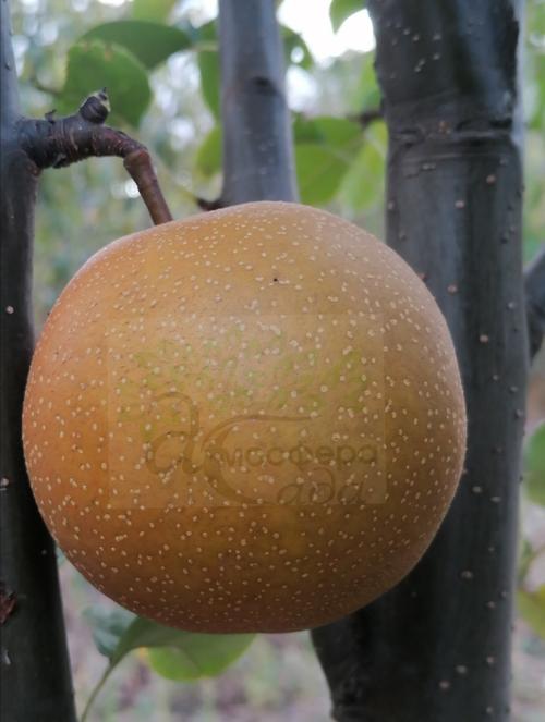 Груша азиатская Кикосуи 